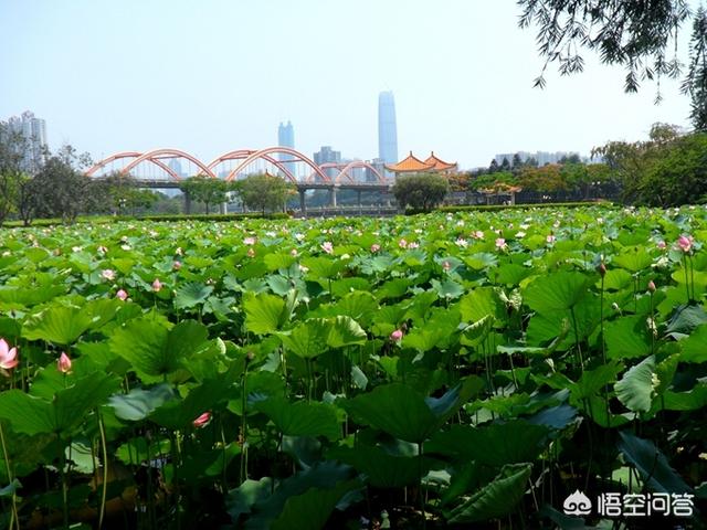 深圳最值得去的公园有哪些？