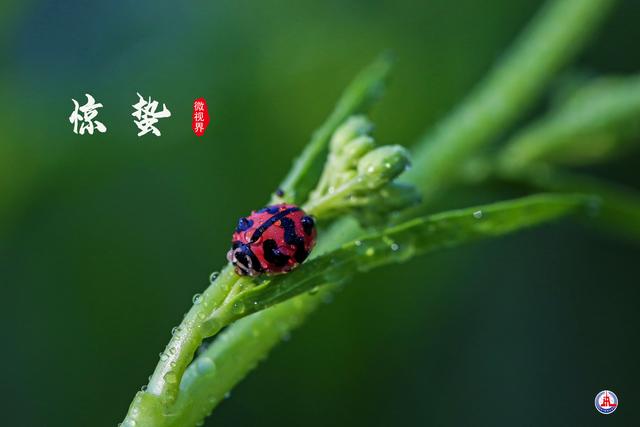 二十四节气｜惊蛰：唯一以动物昆虫习性命名的节气