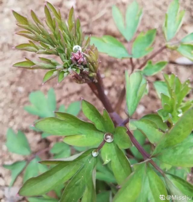 1种“奇花异草”，开花一串小爱心，人见人爱，-20度冻不死