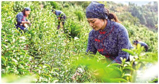 《琵琶行》传诵千载“浮梁茶”香溢神州