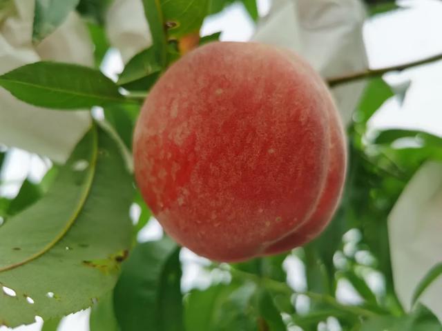 “露香金桃”成熟上市！ “回归沪上”的新品种再获丰收