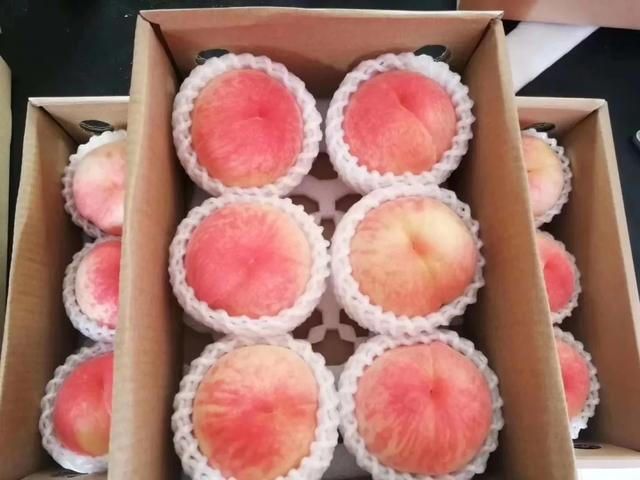“露香金桃”成熟上市！ “回归沪上”的新品种再获丰收