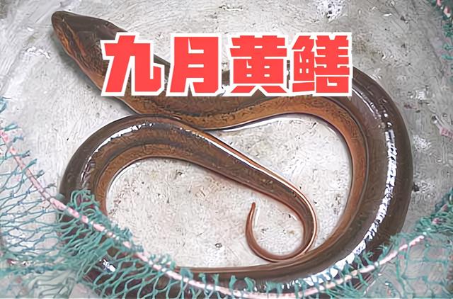 俗语“七月蜂八月蛇，九月黄鳝惹不得”，黄鳝和蛇一样可怕，为何