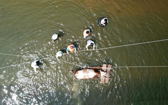 新乡卫辉南社村上百头牛被淹，村民自发组织转运急需救援力量
