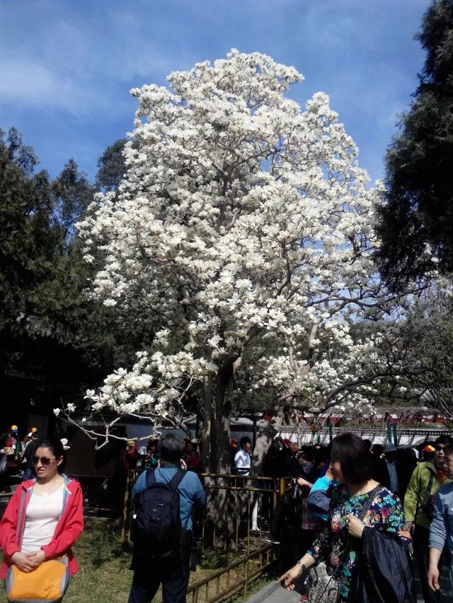 北京“最美十大树王”等你投票！棵棵有颜值有故事，天秤座别戳