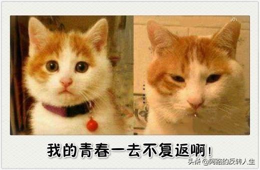 你有没有后悔过给猫咪取的名字？