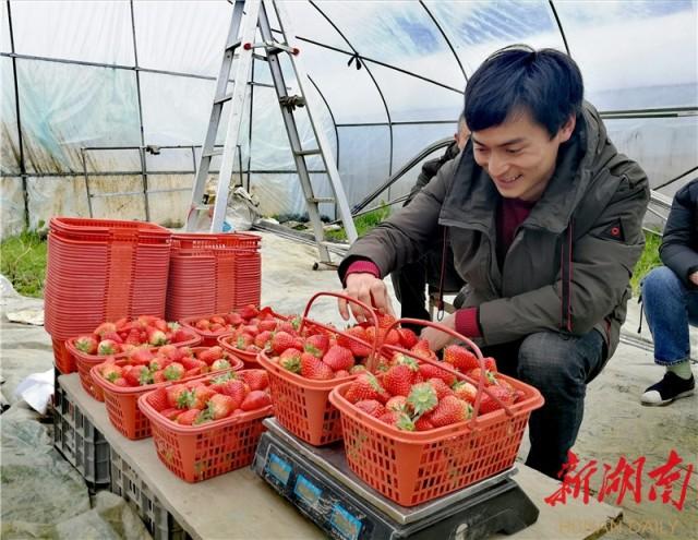 浙江籍退役军人舒卫成永顺创业记：红艳艳的草莓带来甜蜜蜜的生活