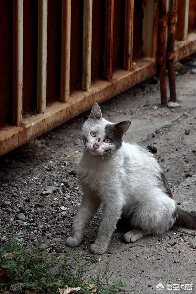 你会经常喂流浪猫吗？