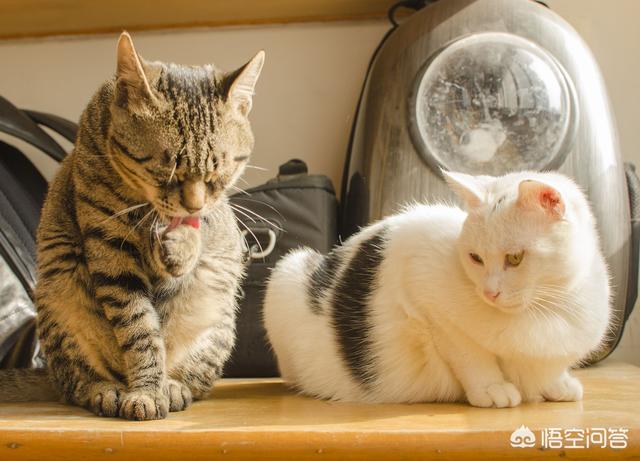 流浪猫被领养后知道自己有个家了吗？它们会是什么心理？