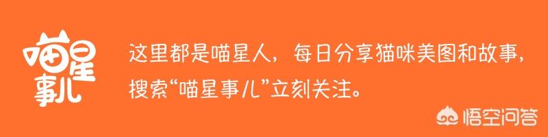 流浪猫被领养后知道自己有个家了吗？它们会是什么心理？