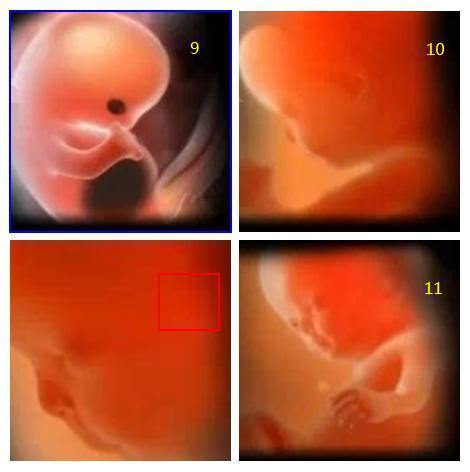 1-40周胎宝宝详细发育过程，这些图片，让人看到生命的神奇与伟大