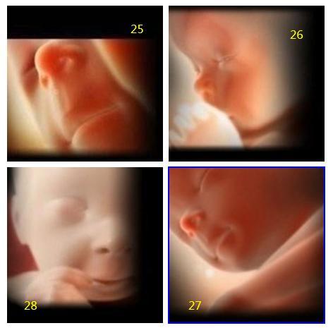 1-40周胎宝宝详细发育过程，这些图片，让人看到生命的神奇与伟大