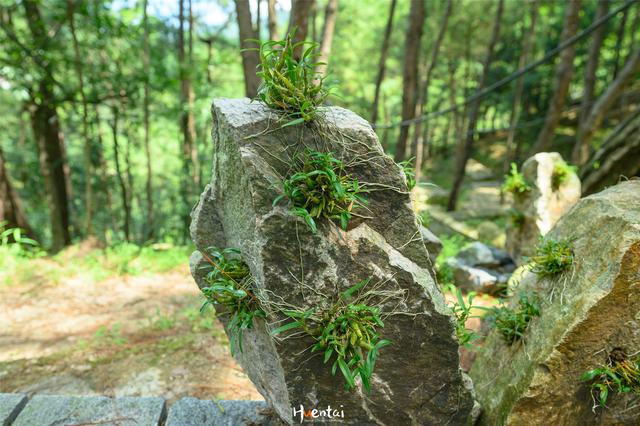 大别山里的珍稀药材，有两千年传承，在当地参观博物馆和种植基地