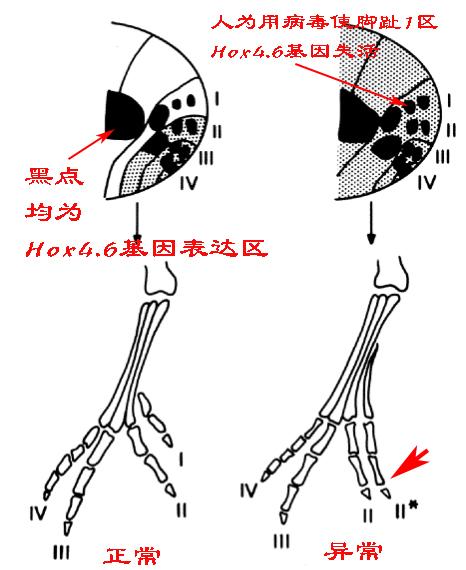 科普：人为什么会有5根手指？5很特殊吗？