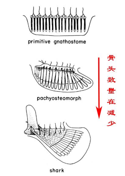 哺乳动物一般都有5根手指，为什么熊猫有6根手指？