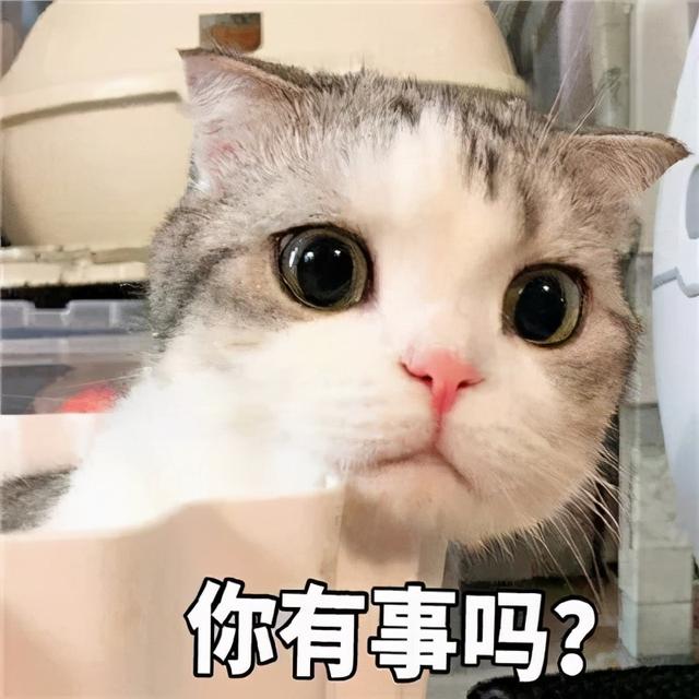 猫咪“取名”讲究多，请不要触碰这些禁忌