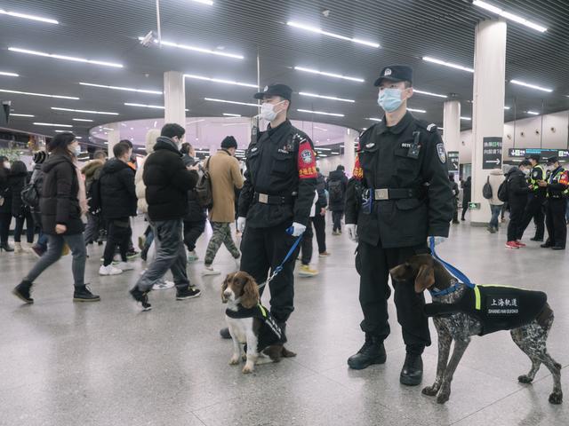 一条警犬的养成｜身边的动物