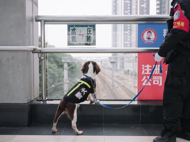 一条警犬的养成｜身边的动物