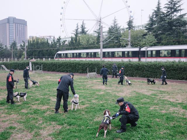 一条警犬的养成｜身边的动物