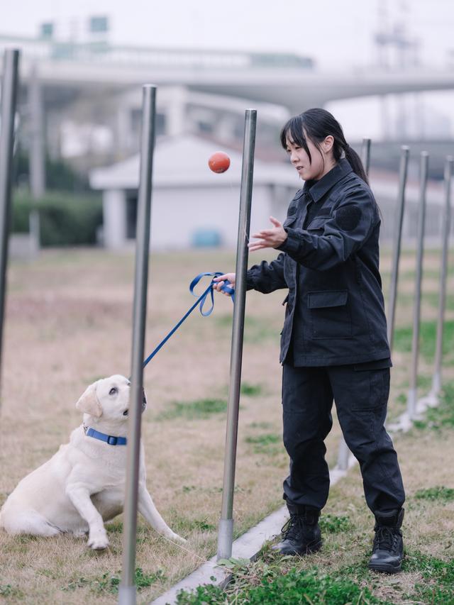 一条警犬的养成｜身边的动物