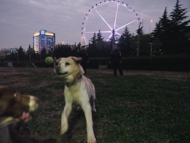 一条警犬的养成｜身边的动物