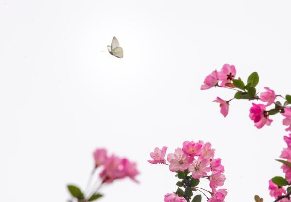 今秋桂花还未飘香，这些秋花最后的盛放之美你发现了吗