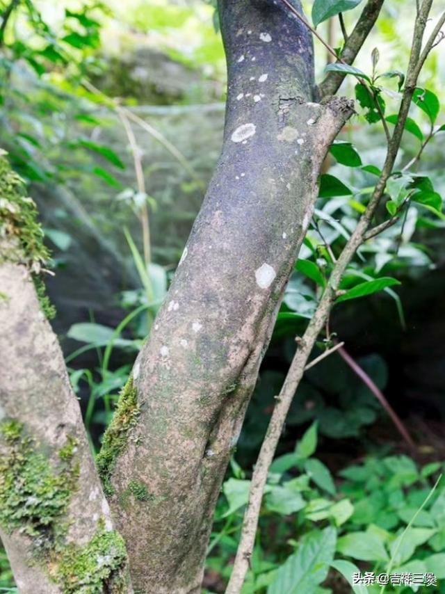 湖广文旅名人之“茶圣炼成记”