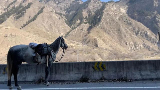 重庆小伙八千里路走单骑，骑马从新疆返乡