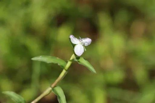 申城这些外来的“牛姓”植物，你见过几种？