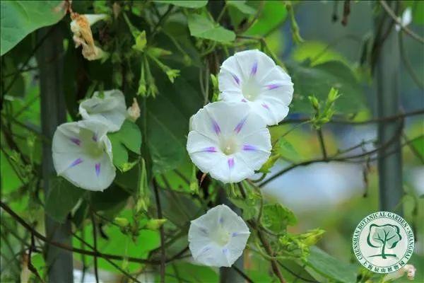 申城这些外来的“牛姓”植物，你见过几种？