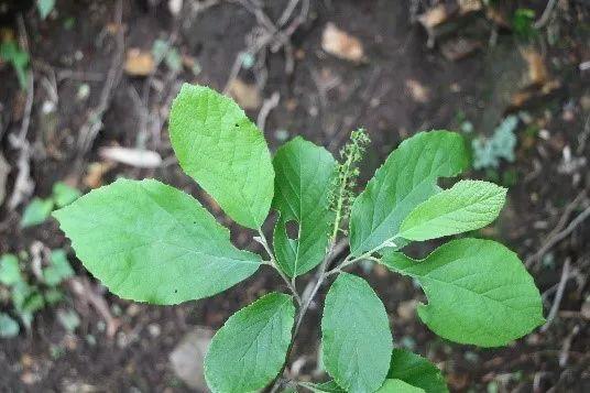 申城这些外来的“牛姓”植物，你见过几种？