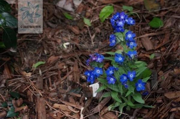 申城这些外来的“牛姓”植物，你见过几种？