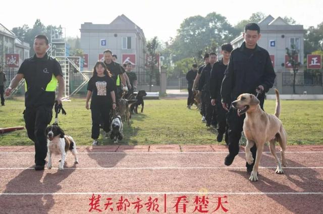 为什么警犬都身怀绝技？这个神秘警犬基地曝光，看完惊呆了