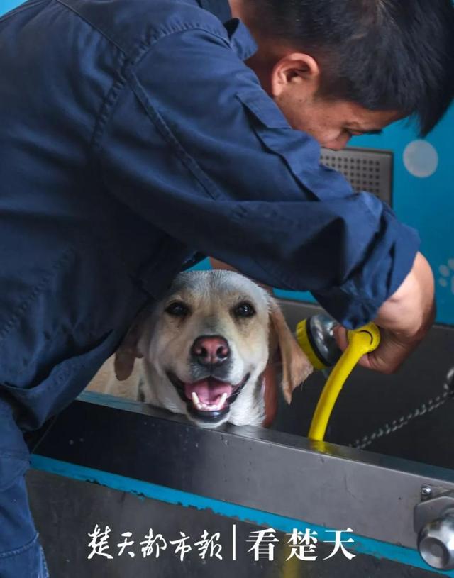 为什么警犬都身怀绝技？这个神秘警犬基地曝光，看完惊呆了