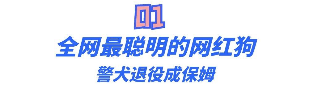 全网最聪明的狗狗糯米：既当保姆又当保安，还是警校毕业的公务员