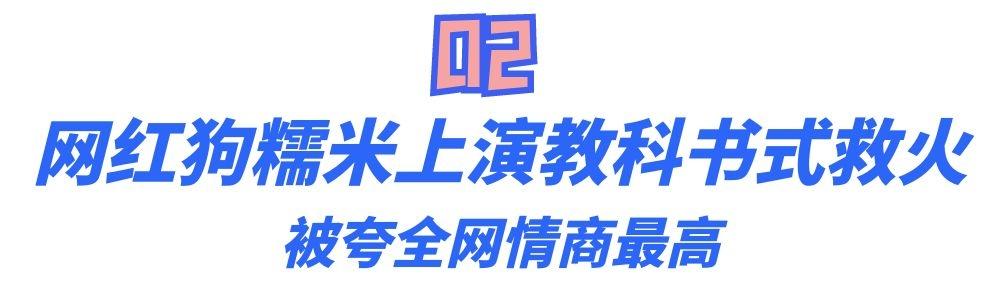 全网最聪明的狗狗糯米：既当保姆又当保安，还是警校毕业的公务员