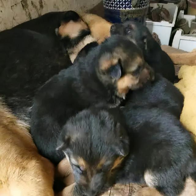 长不大，是我的错吗？一只汪星浓缩型德国牧羊犬的人间之旅