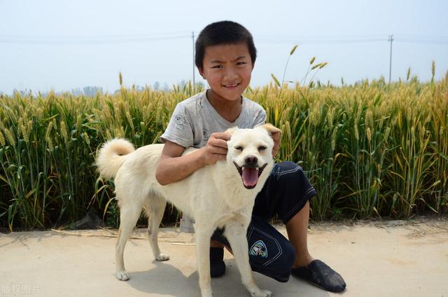 长不大，是我的错吗？一只汪星浓缩型德国牧羊犬的人间之旅