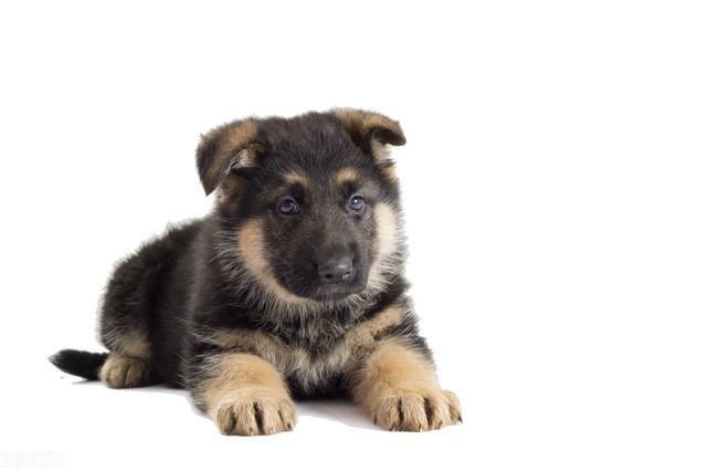 长不大，是我的错吗？一只汪星浓缩型德国牧羊犬的人间之旅