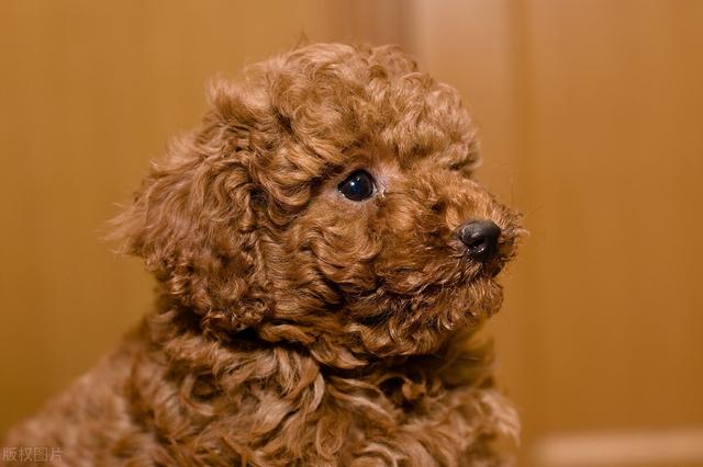 长不大，是我的错吗？一只汪星浓缩型德国牧羊犬的人间之旅