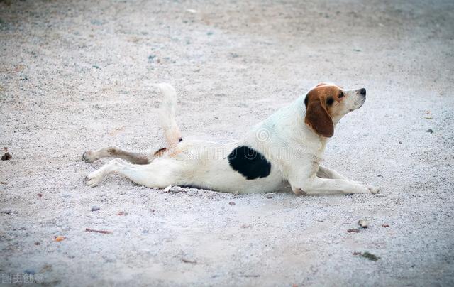 长不大，是我的错吗？一只汪星浓缩型德国牧羊犬的人间之旅