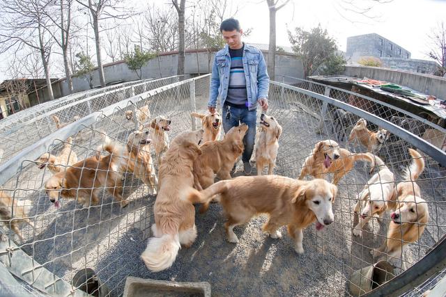 长不大，是我的错吗？一只汪星浓缩型德国牧羊犬的人间之旅