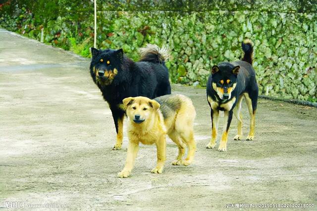 长不大，是我的错吗？一只汪星浓缩型德国牧羊犬的人间之旅