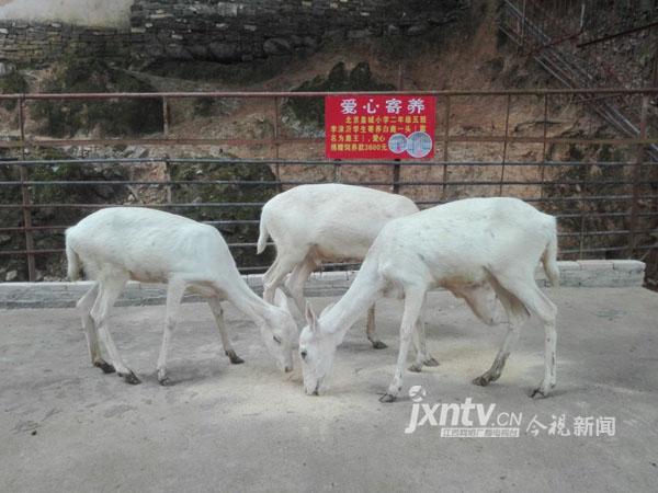 庐山白鹿洞11头白鹿陷“生活”困境，李渤后裔求助社会寄养