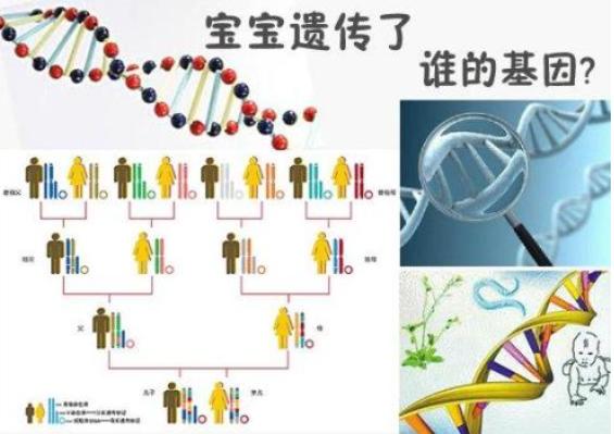 身高受遗传基因的影响，姚明一家都高，祖蓝女儿身高如何呢