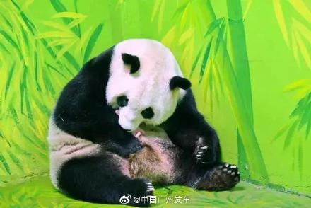 太萌了！大熊猫宝宝在广州出生，取名“国庆”