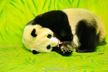 太萌了！大熊猫宝宝在广州出生，取名“国庆”