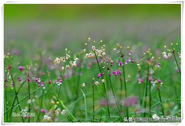 《藠 头 记》李清明 | 千秋邈矣独留我 百战归来再种藠