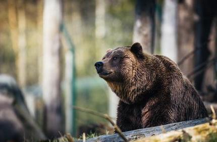 熊与一个民族的关系，谈谈楚民族为何要以熊为图腾