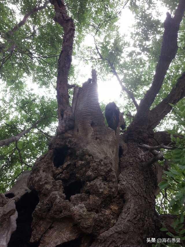 张王屯的变迁与古槐情怀